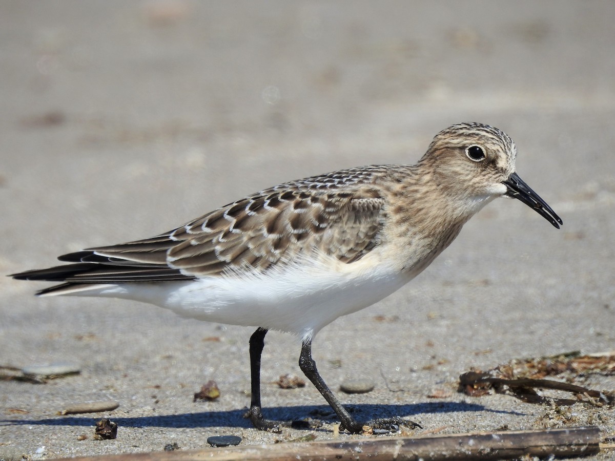 Baird's Sandpiper - ML508766121