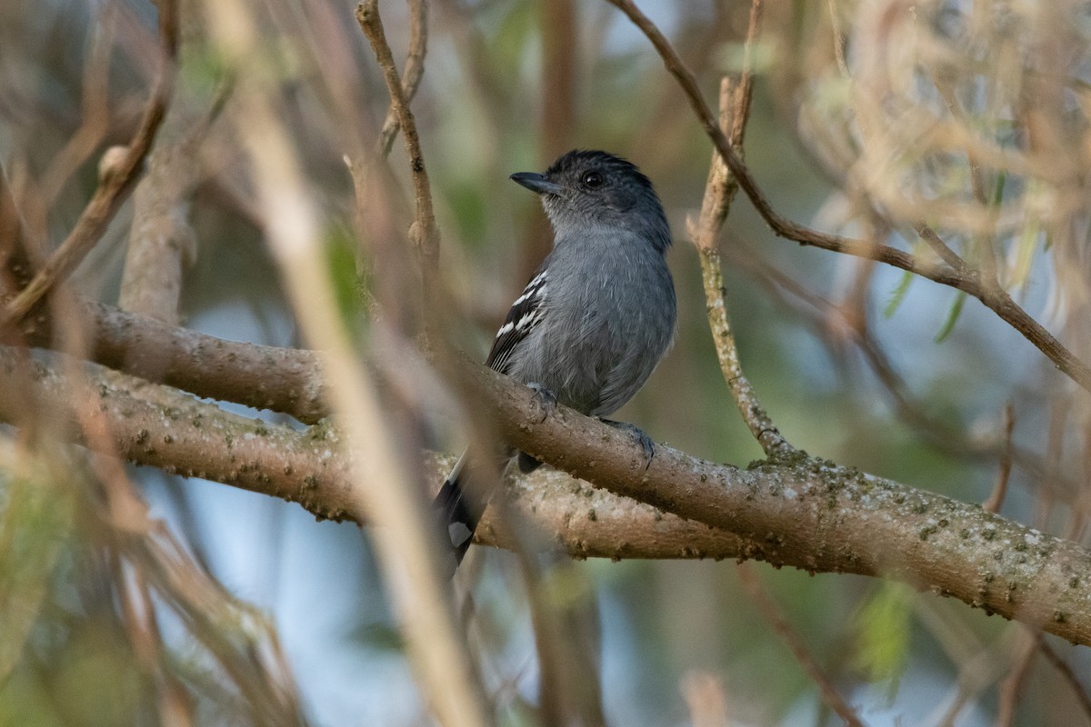 Variable Antshrike - ML508766311