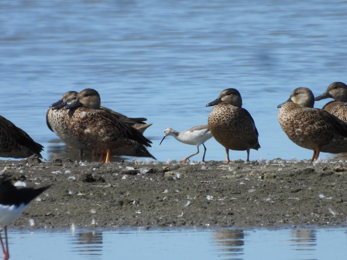 Phalarope de Wilson - ML508766731