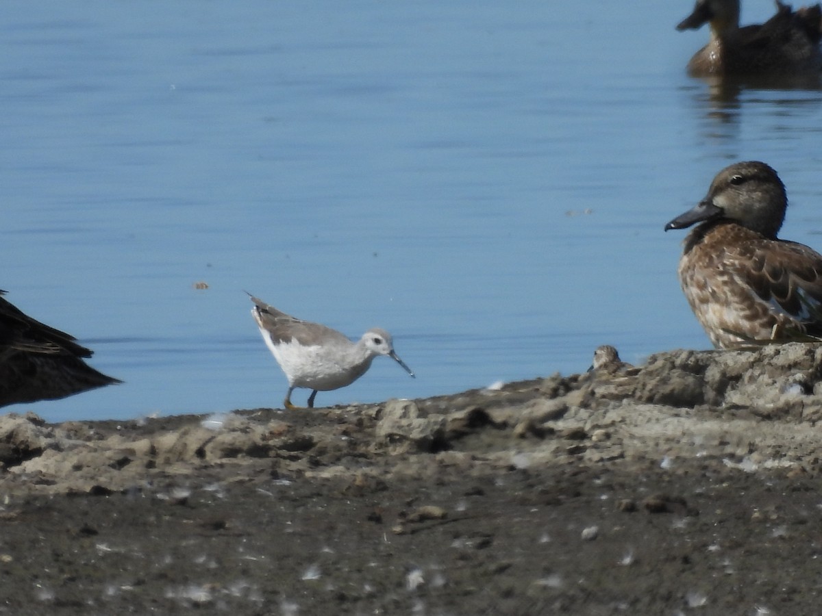 Phalarope de Wilson - ML508766751