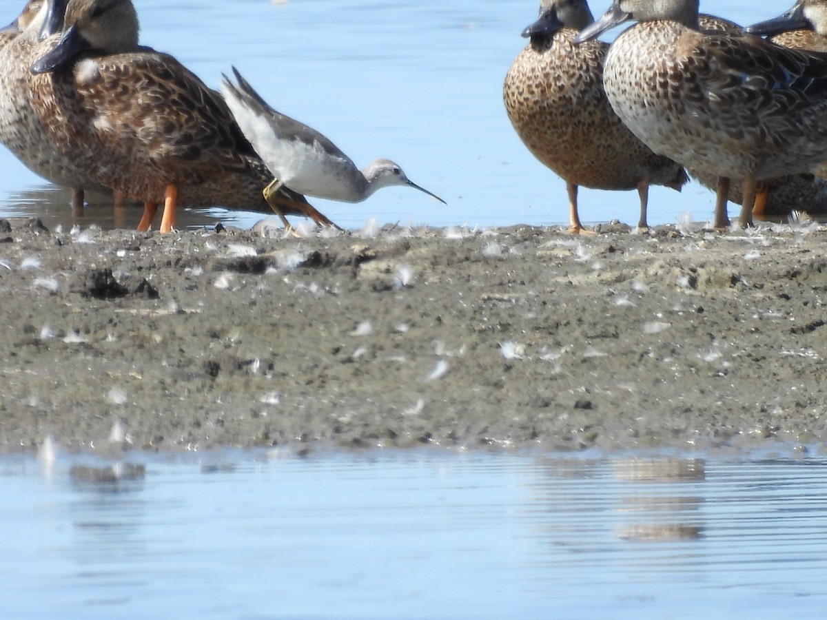 Wilson's Phalarope - ML508766761