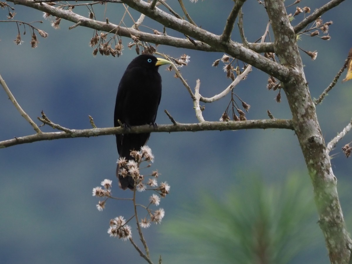 Scarlet-rumped Cacique - Richard Kaskan