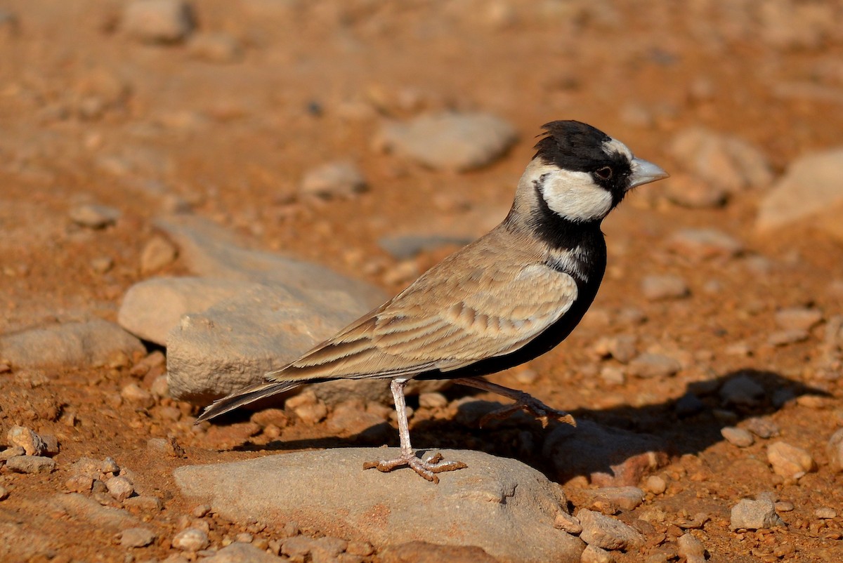 Black-crowned Sparrow-Lark - ML508768431
