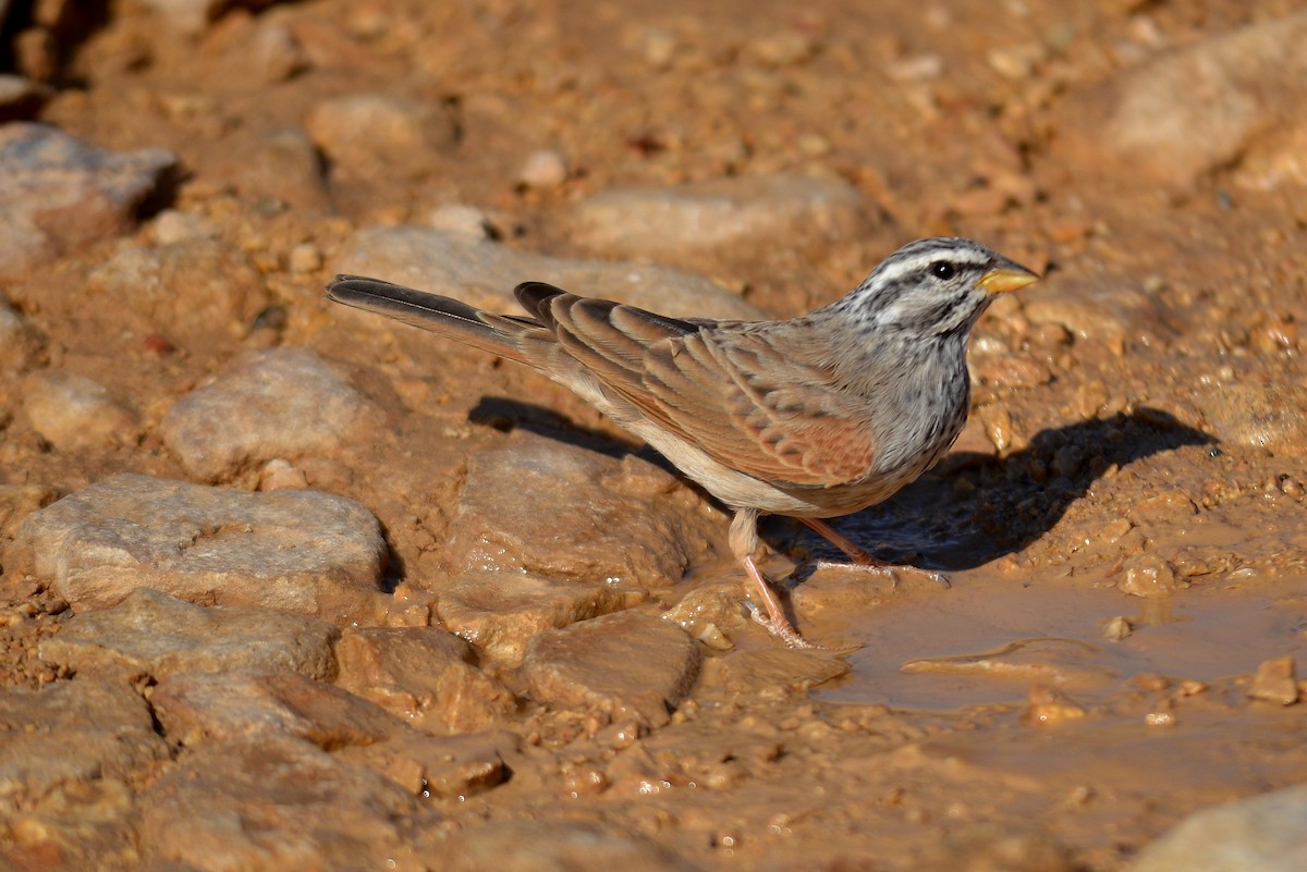 Striolated Bunting - ML508768511