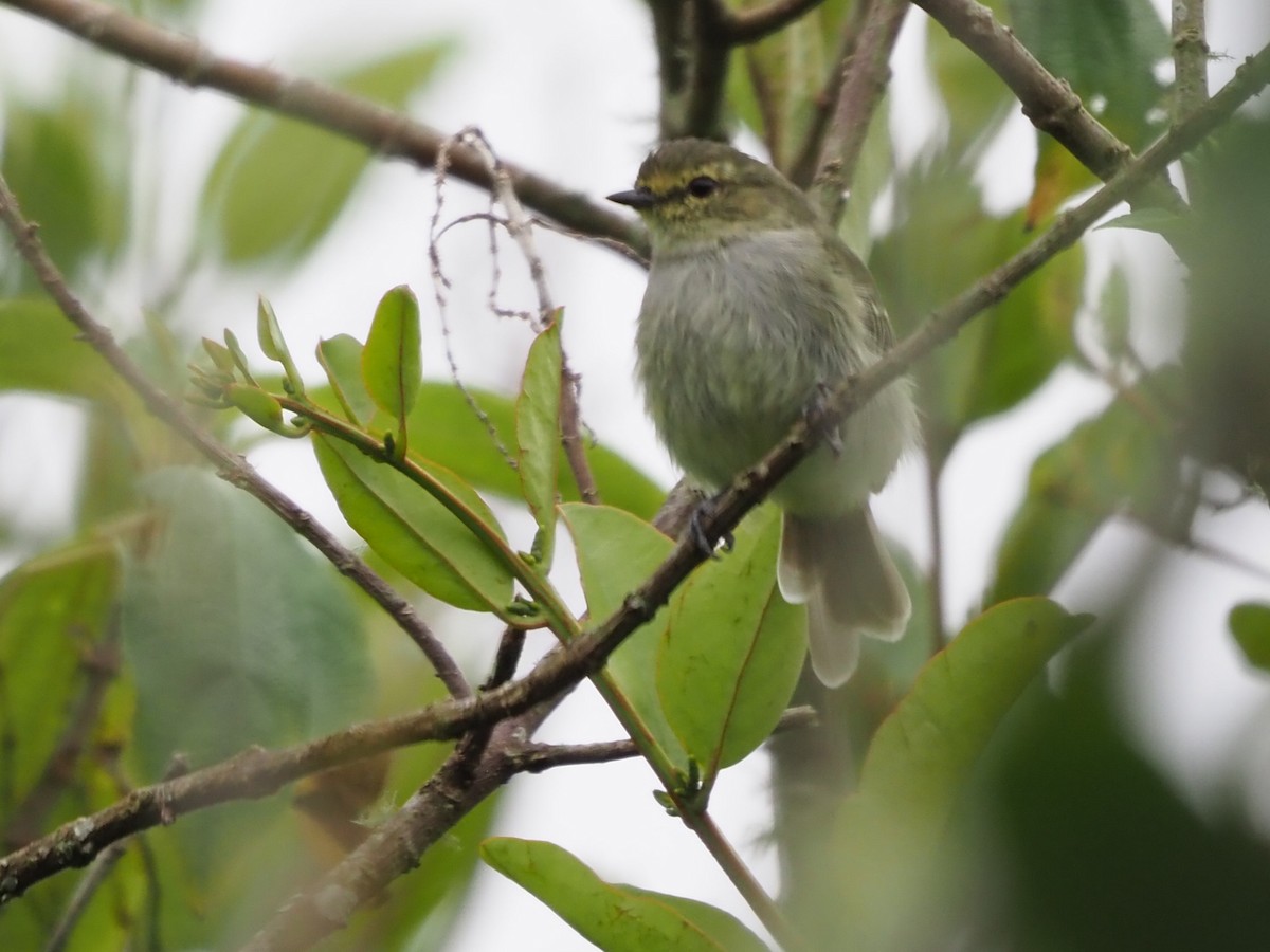 Golden-faced Tyrannulet - Richard Kaskan