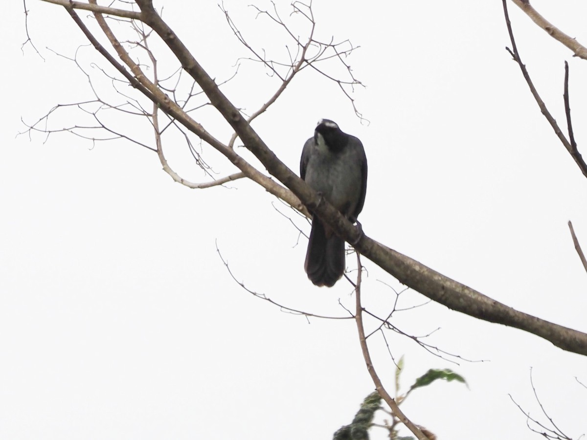 Bluish-gray Saltator - ML508769281