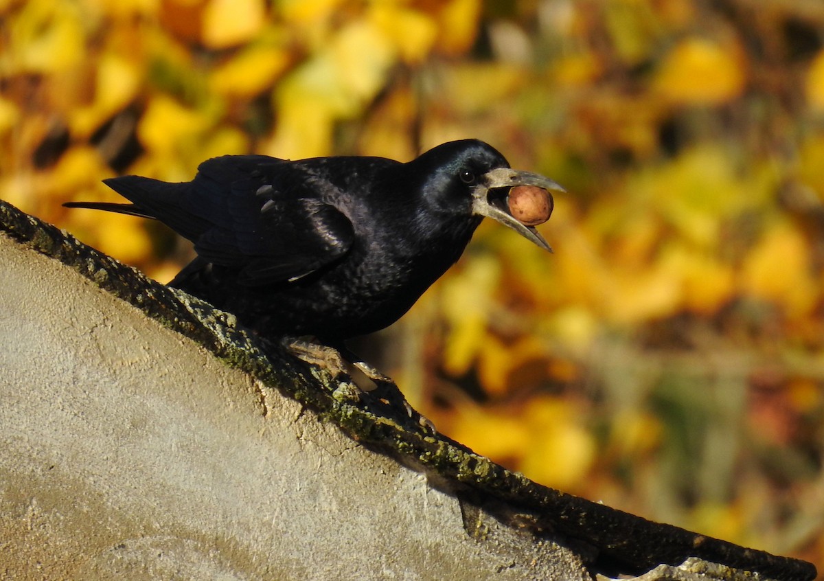 Corbeau freux - ML508769581