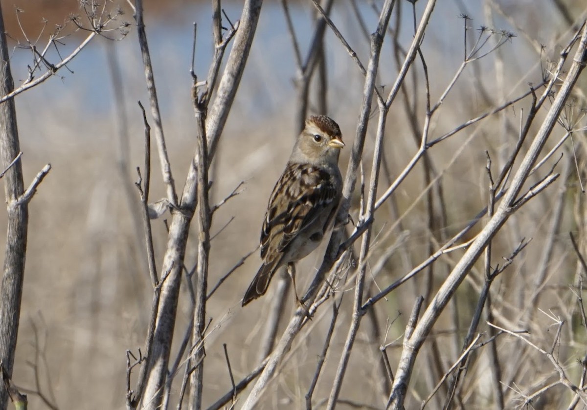 White-crowned Sparrow - ML508770221