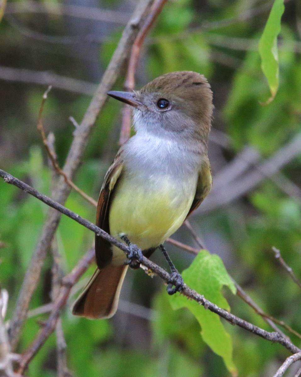 Nutting's Flycatcher - ML508770721