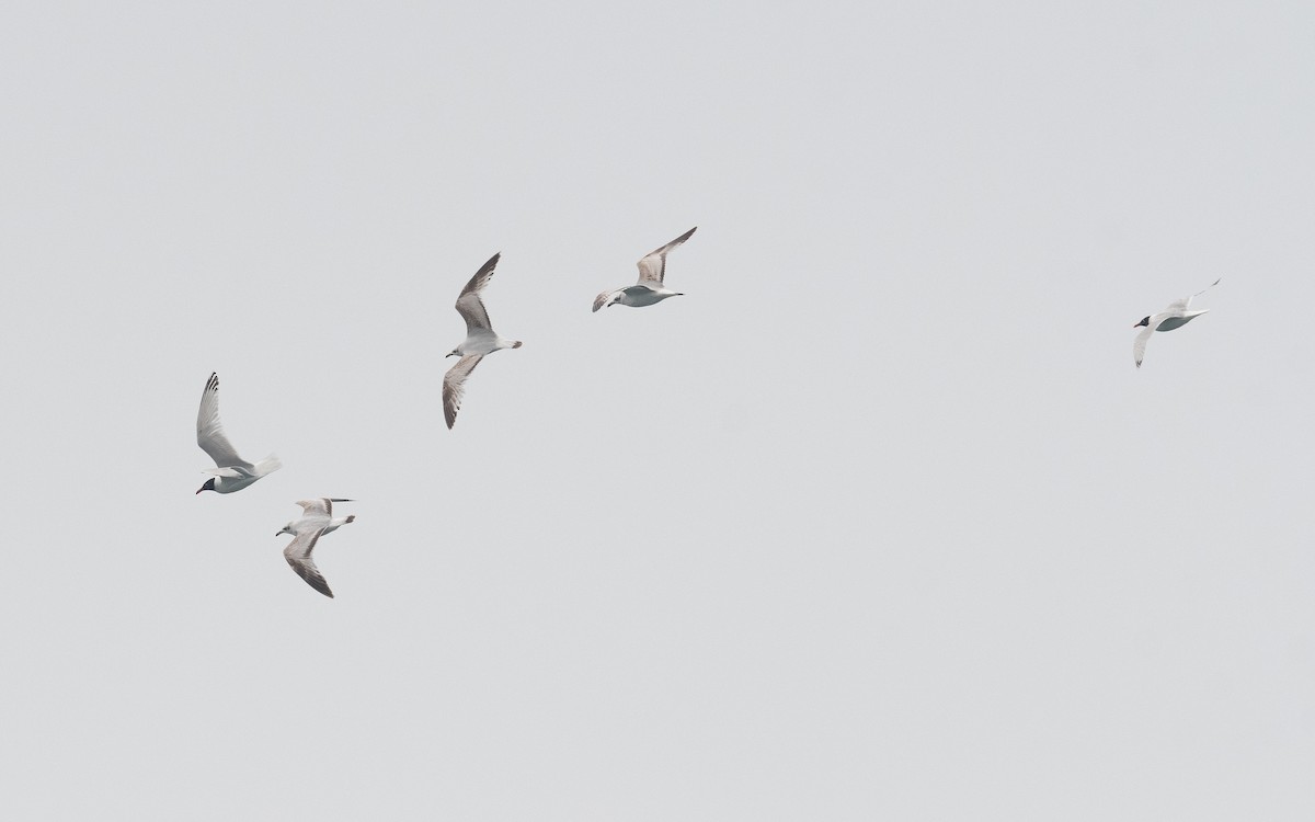Mediterranean Gull - ML508771121