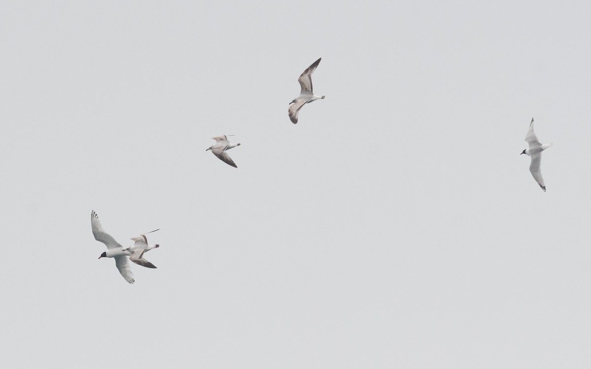 Mediterranean Gull - ML508771131