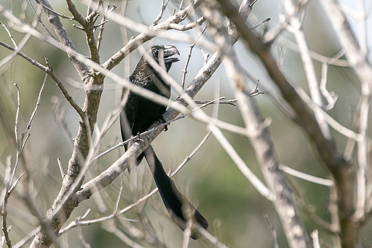 Smooth-billed Ani - ML508772741