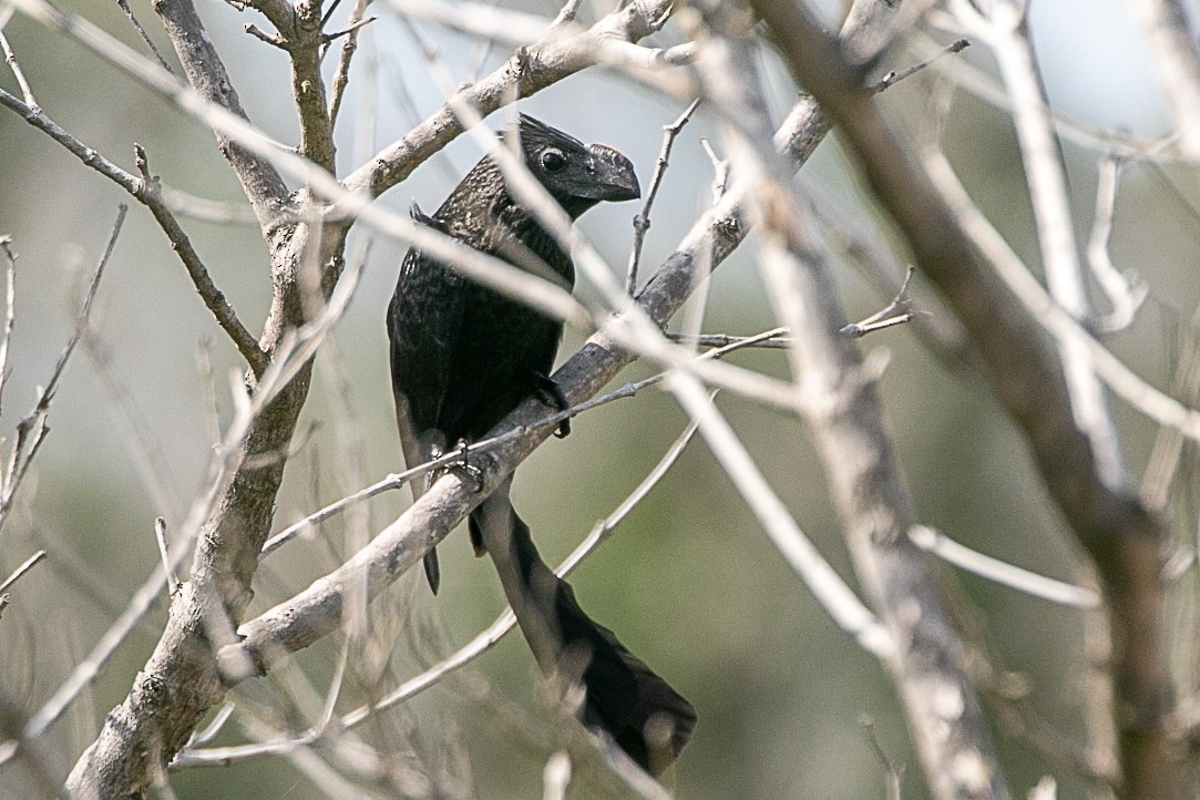 Smooth-billed Ani - ML508772751