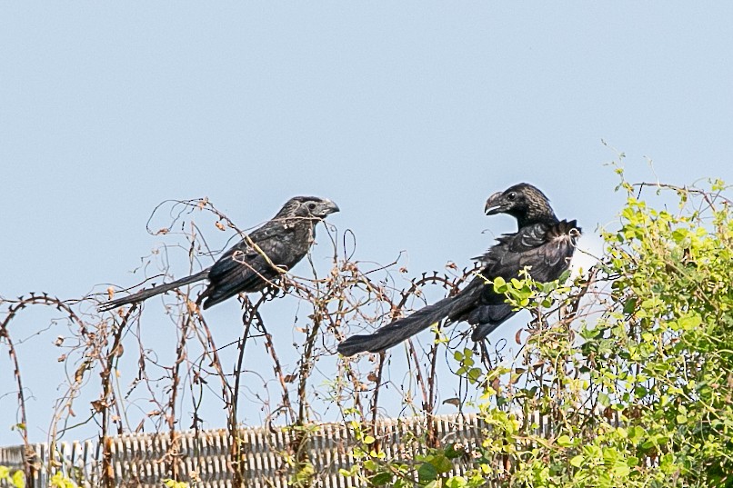 Smooth-billed Ani - ML508772761