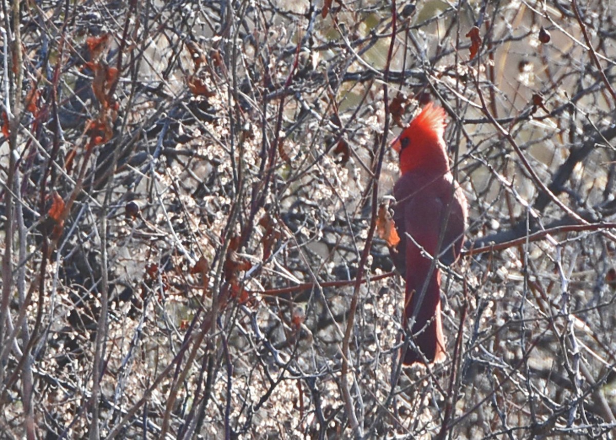 Cardinal rouge (groupe cardinalis) - ML50877321