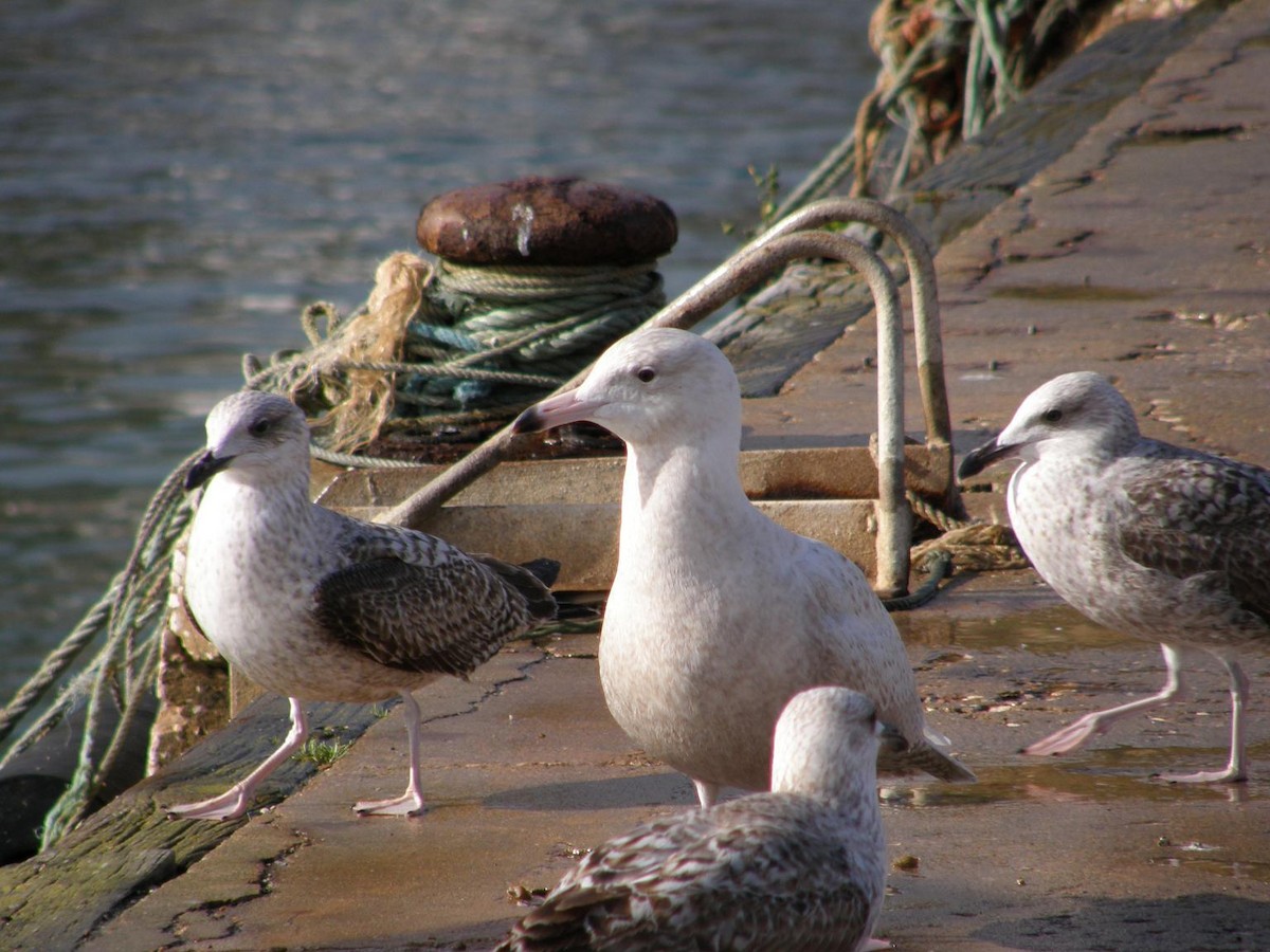 Glaucous Gull - ML508773511