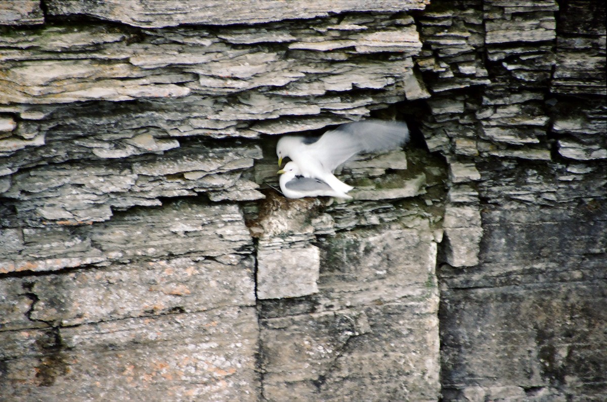 Black-legged Kittiwake - ML508774361