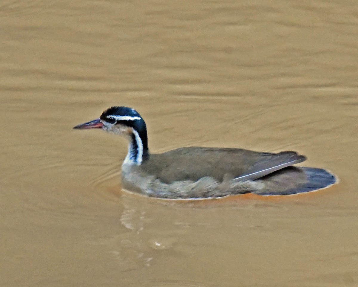 Sungrebe - ML508775941