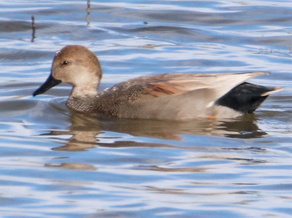 Canard chipeau - ML508776151