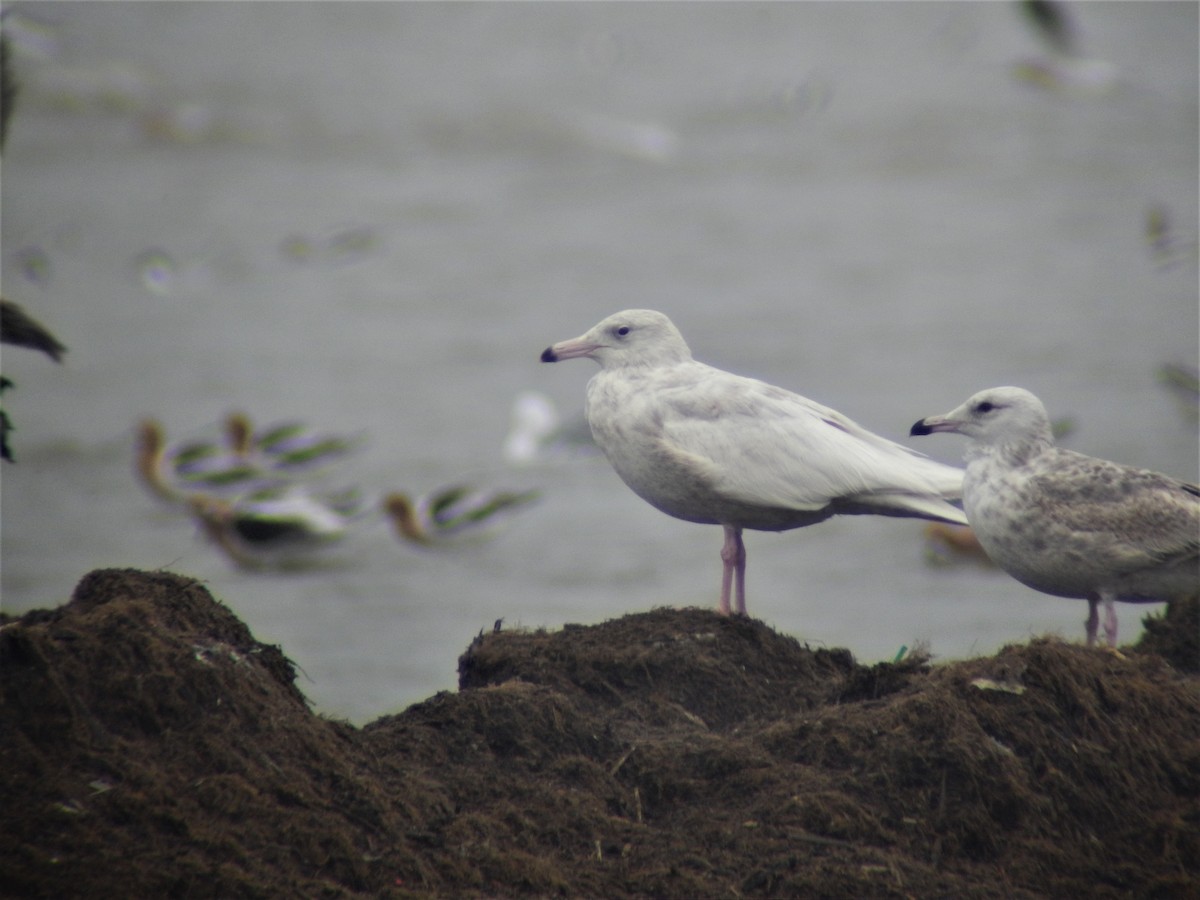 Glaucous Gull - ML508776331