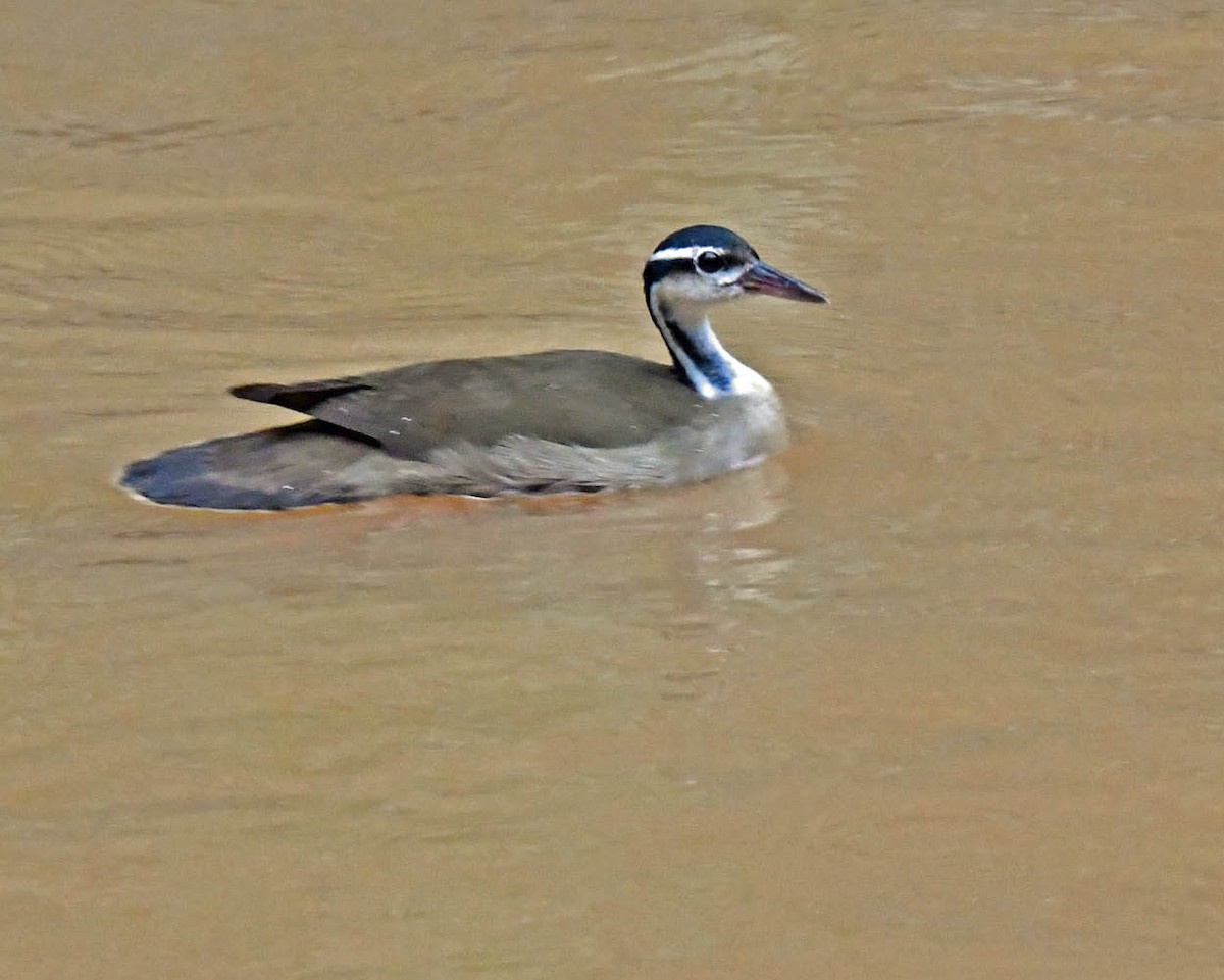 Sungrebe - ML508776401