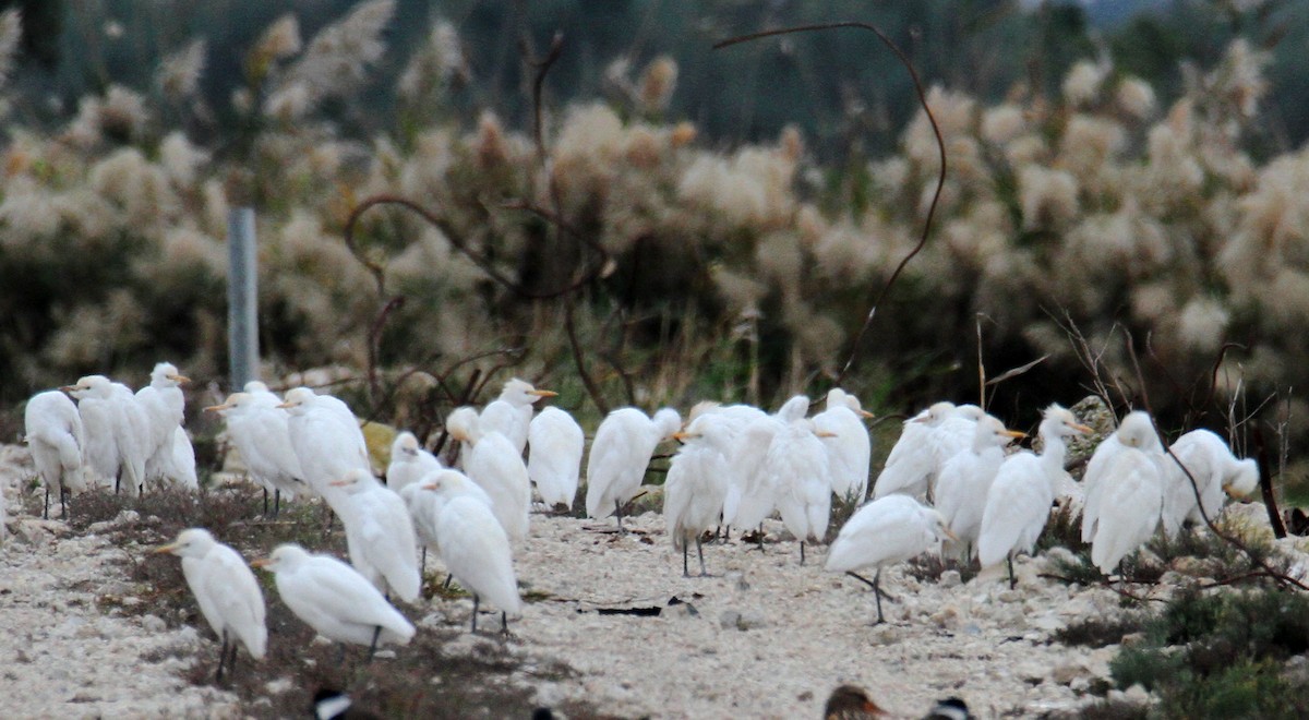 Great Egret - ML508777111