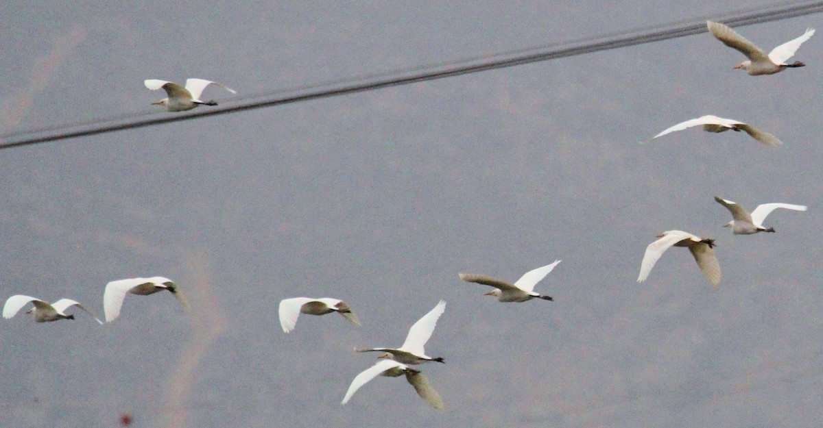 Great Egret - ML508777121