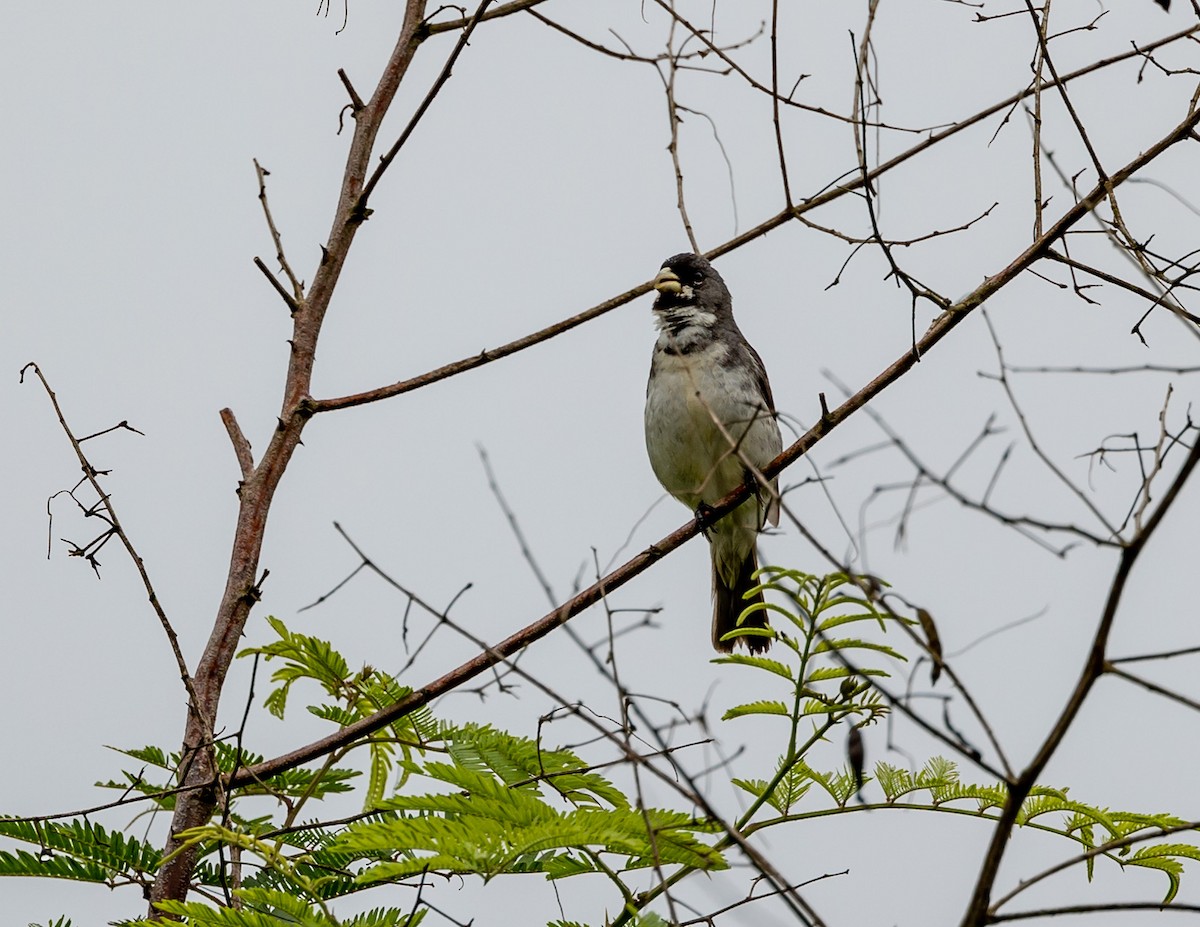 Double-collared Seedeater - ML508777991