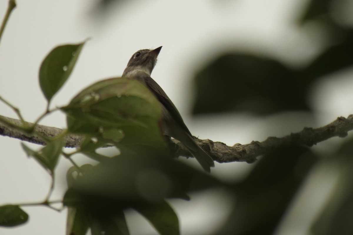 Papamoscas Asiático - ML508778041