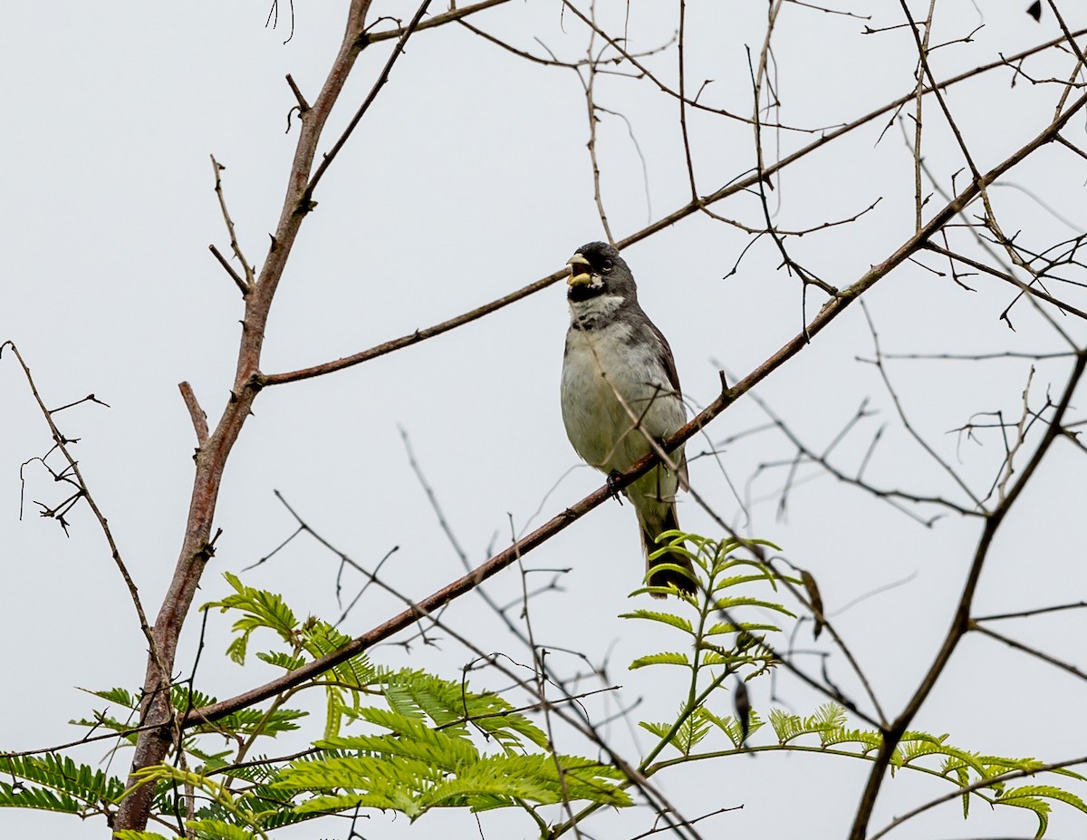 Double-collared Seedeater - ML508778131