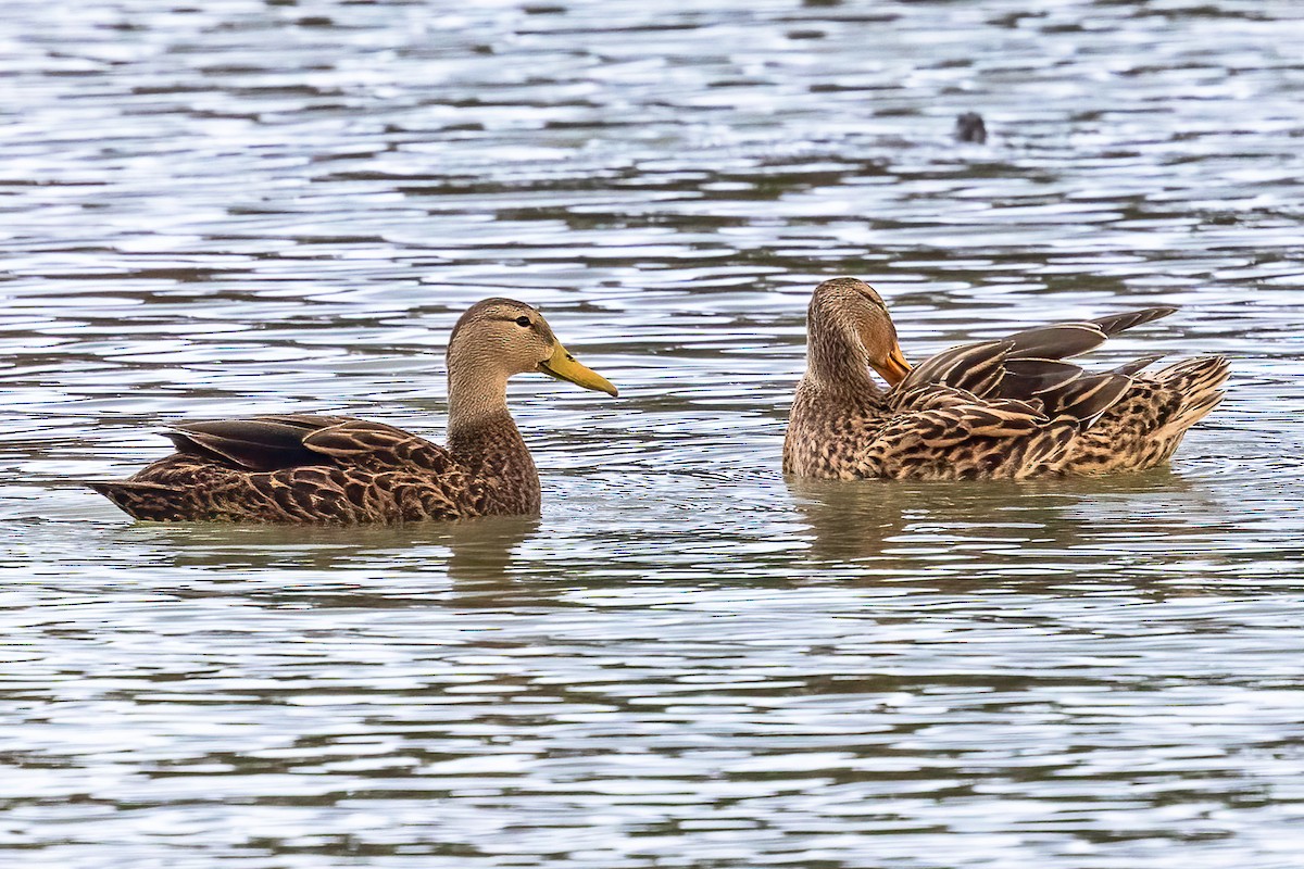 Mottled Duck - ML508778401