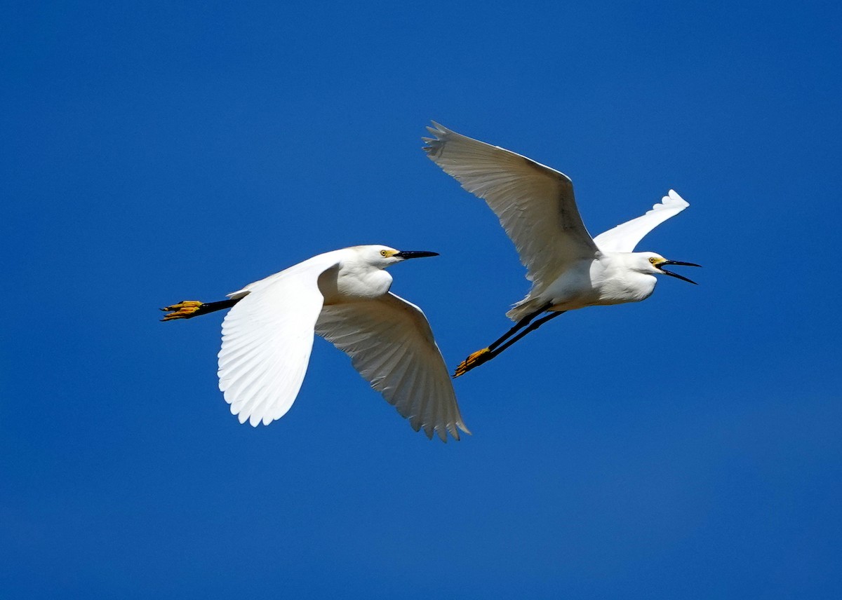 Snowy Egret - ML508779411