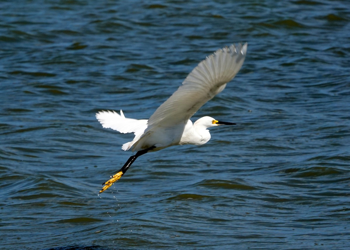 Snowy Egret - jerry pruett
