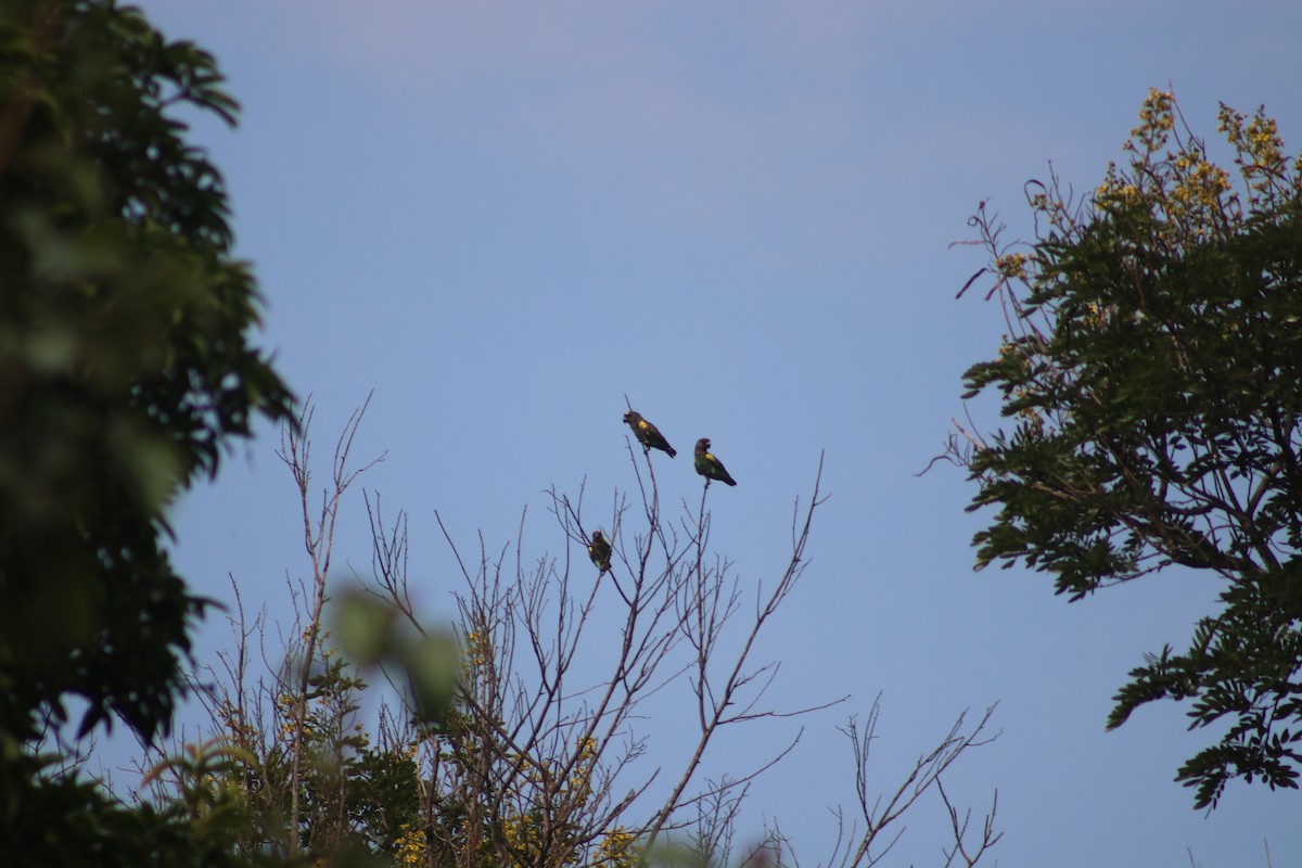 Meyer's Parrot - ML508780361