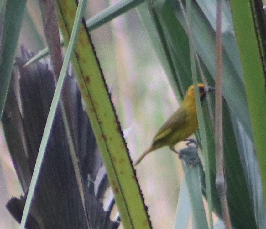 Spectacled Weaver - Nyreen Roberts