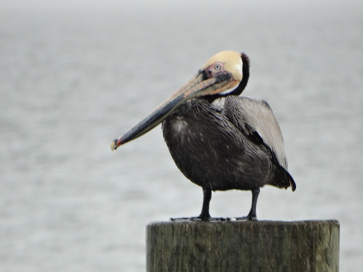 Brown Pelican - Marie Asscherick