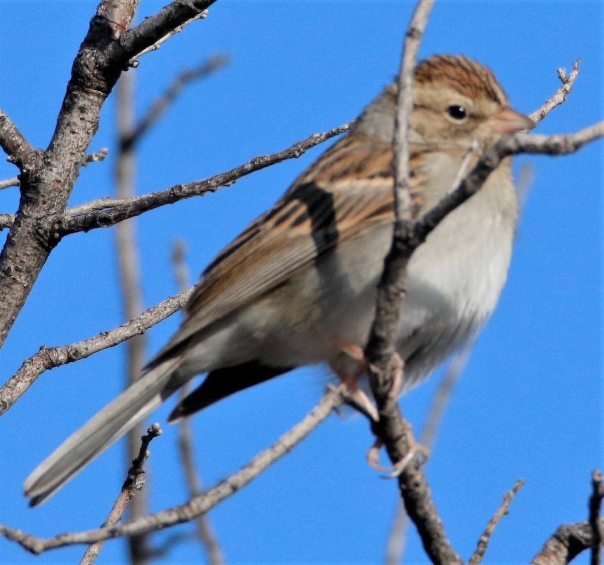 Chipping Sparrow - ML508781411