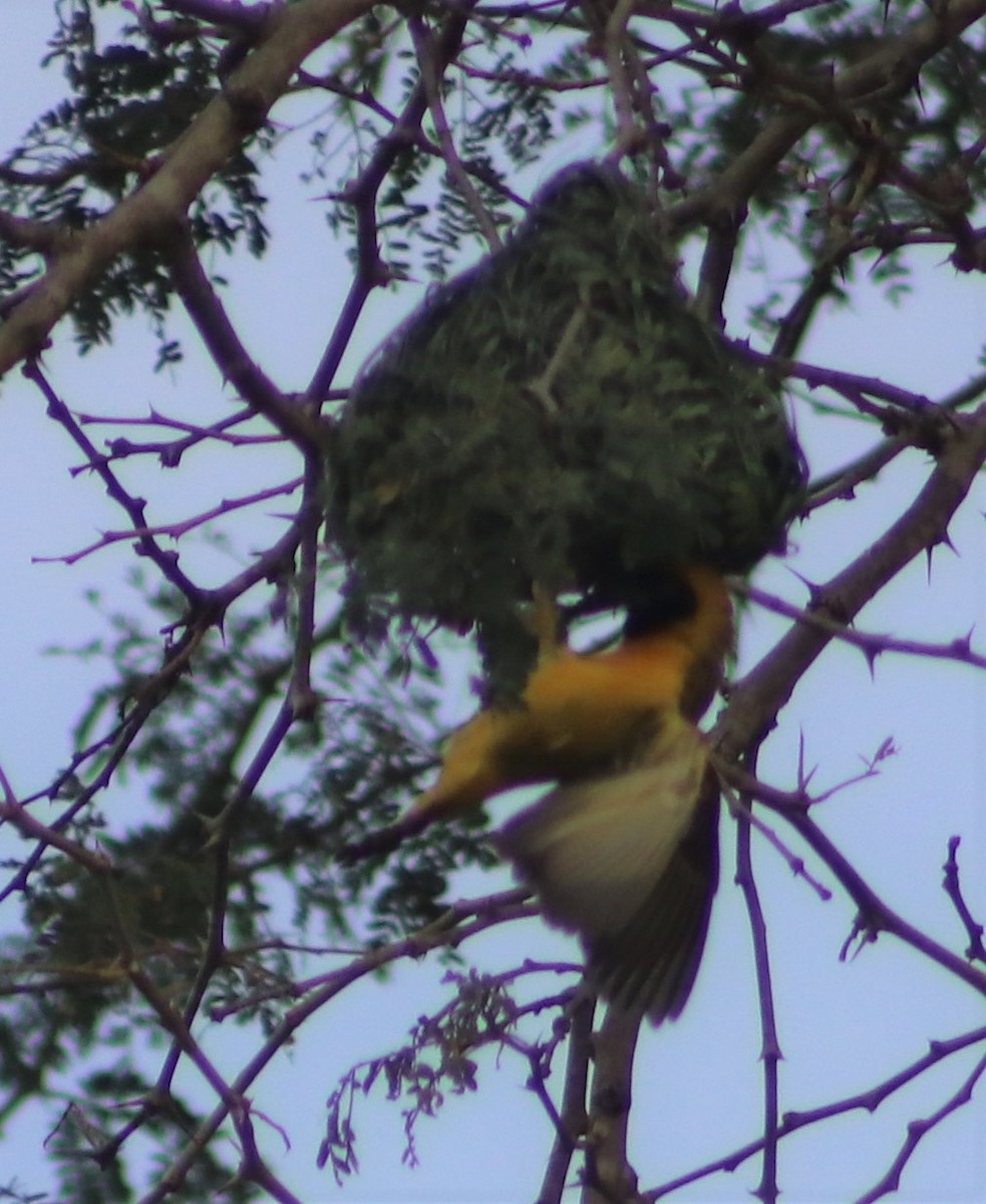 Southern Masked-Weaver - ML508781781