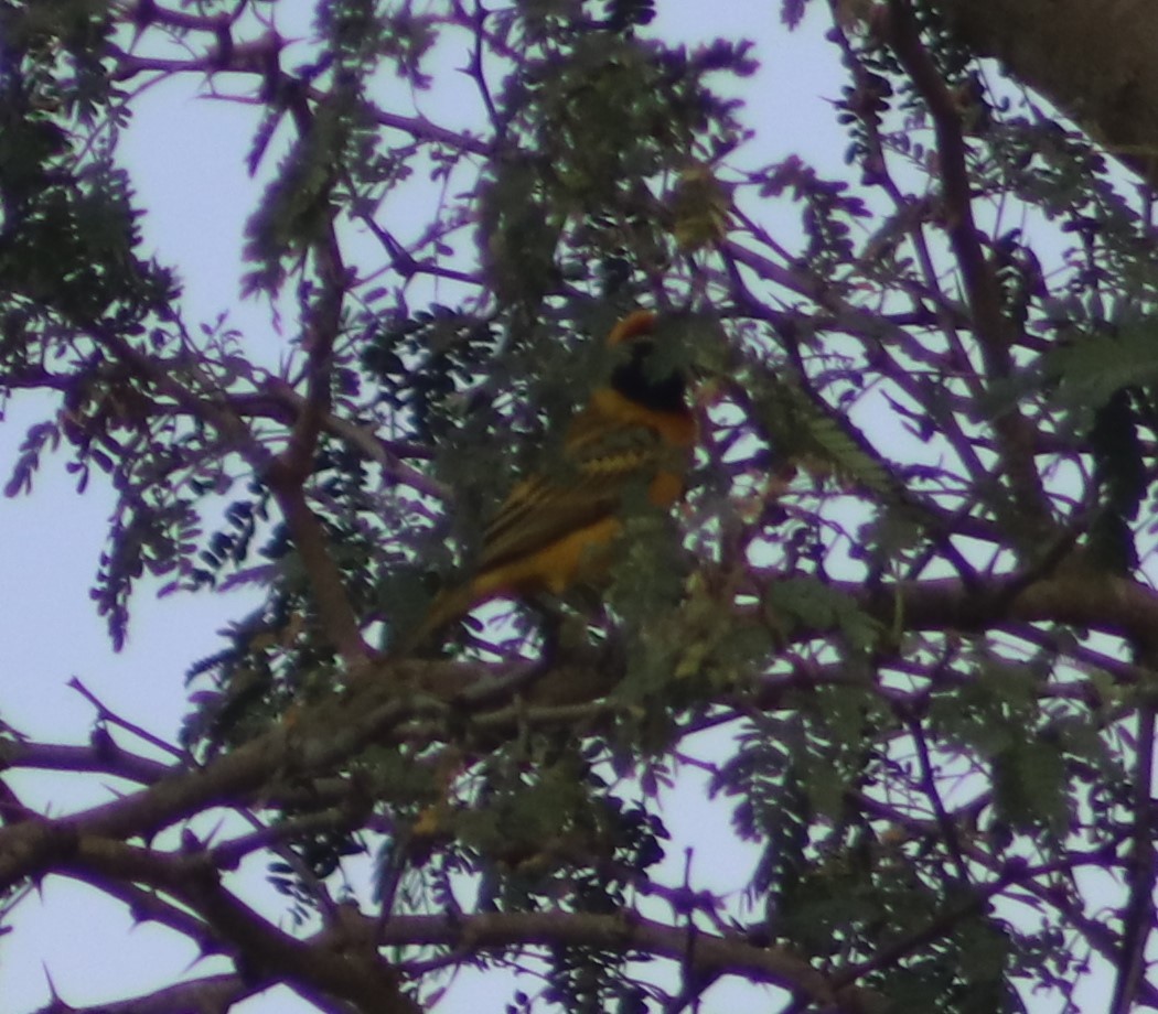 Southern Masked-Weaver - ML508781861