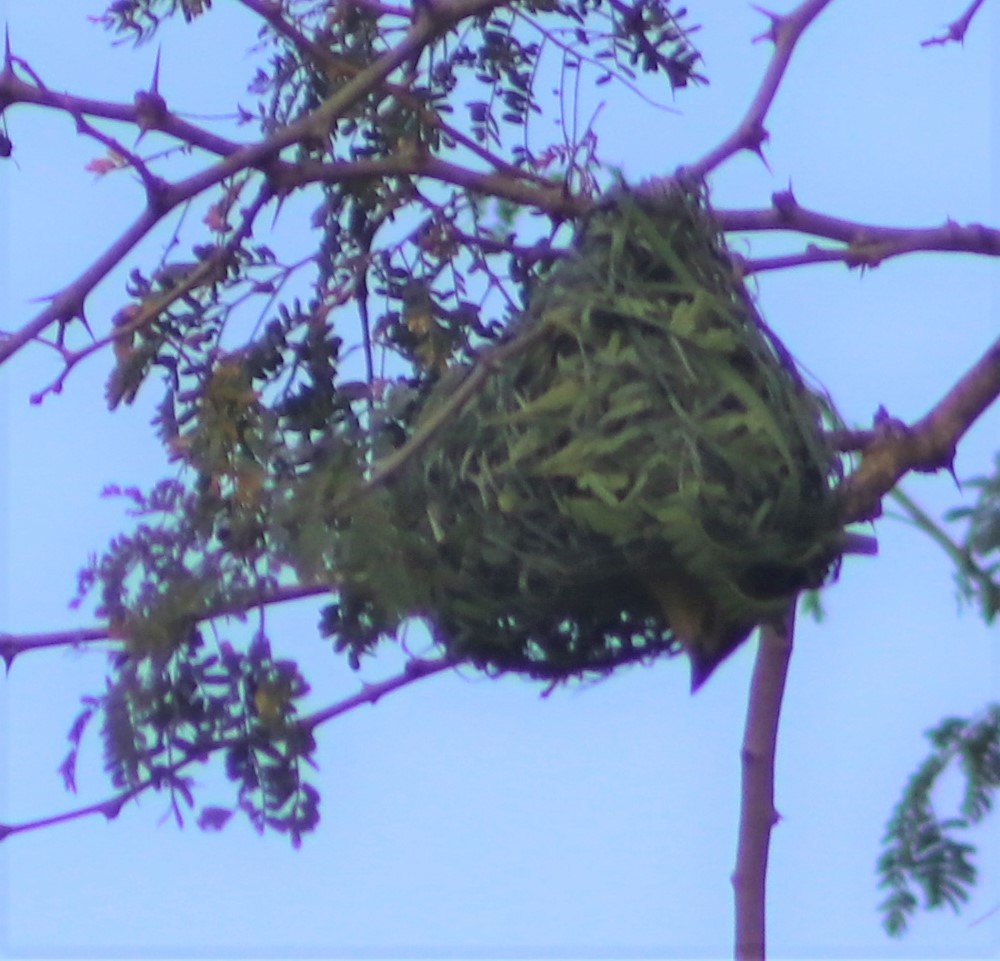 Southern Masked-Weaver - ML508782401