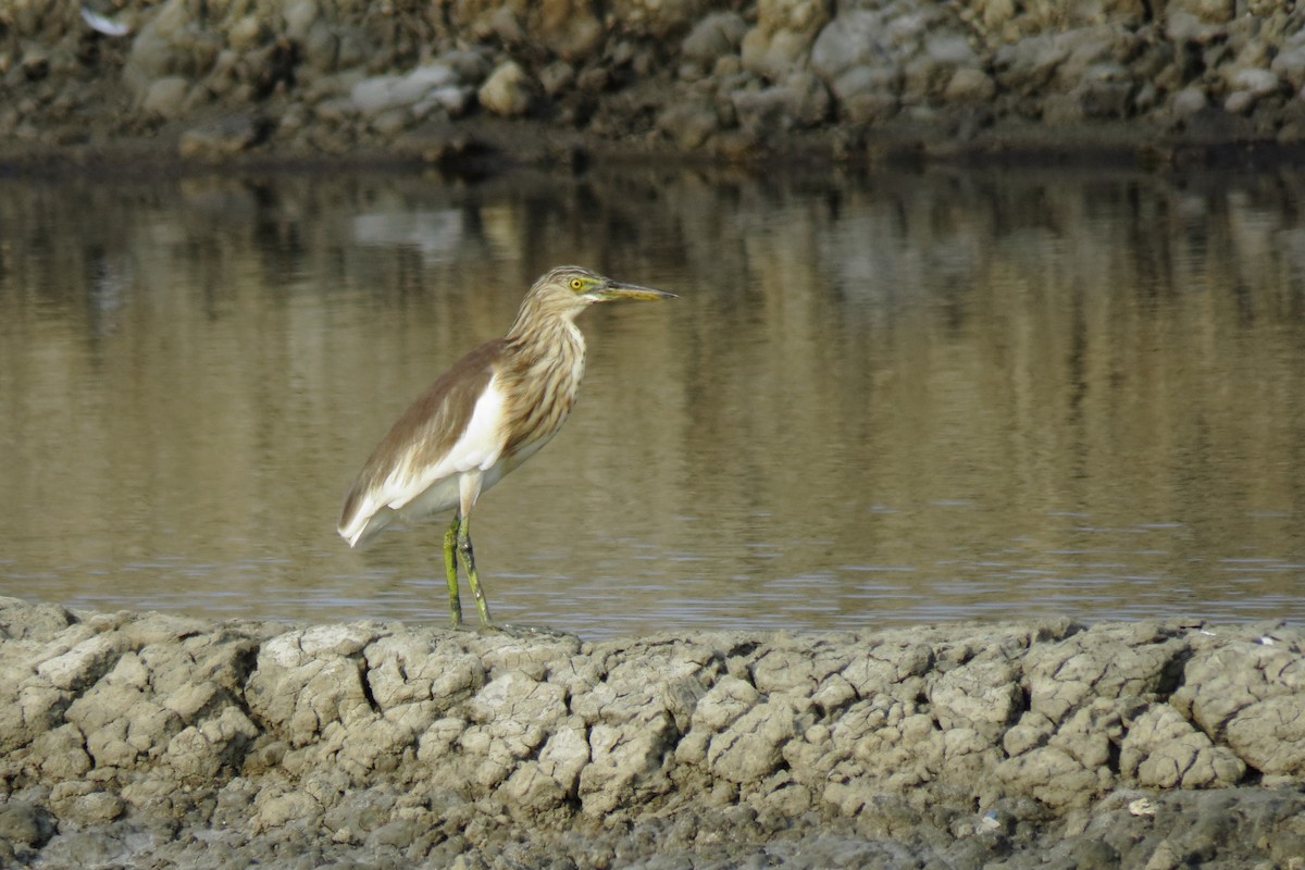 Javan Pond-Heron - ML508782601