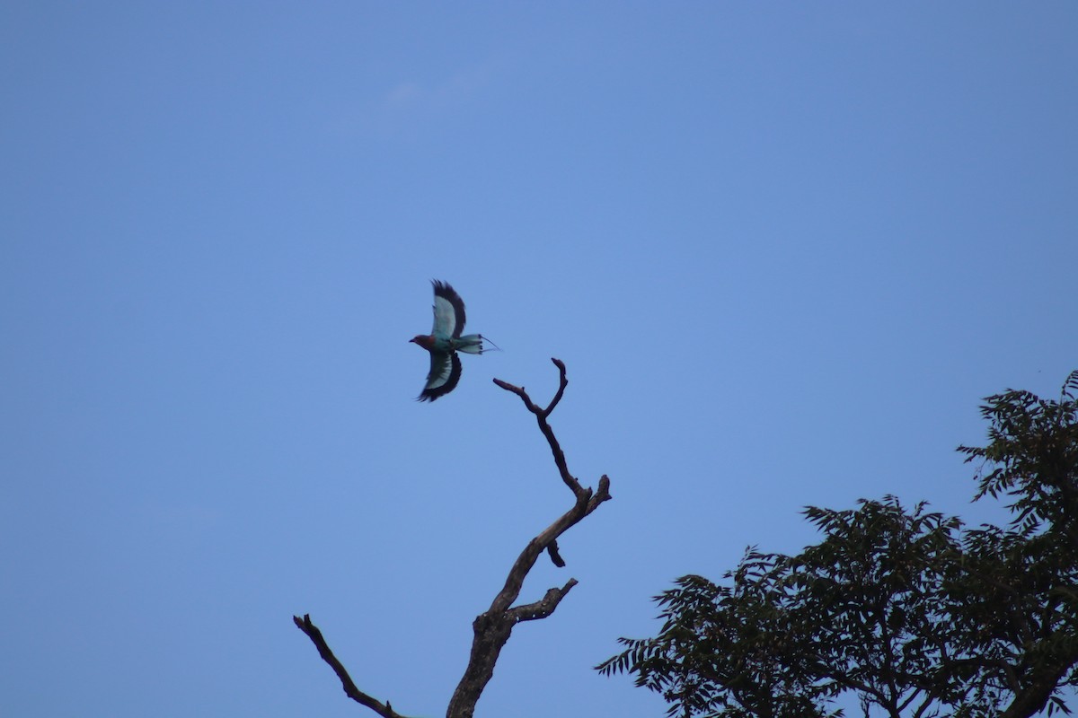 Lilac-breasted Roller - Nyreen Roberts