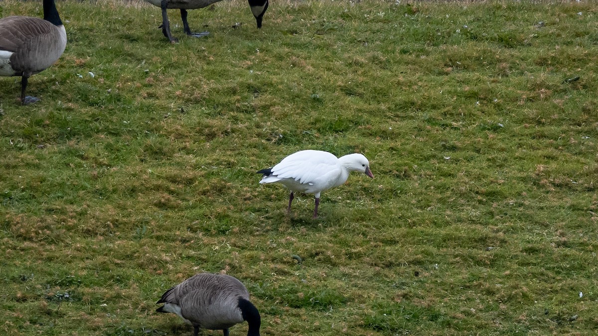 Ross's Goose - Mathurin Malby