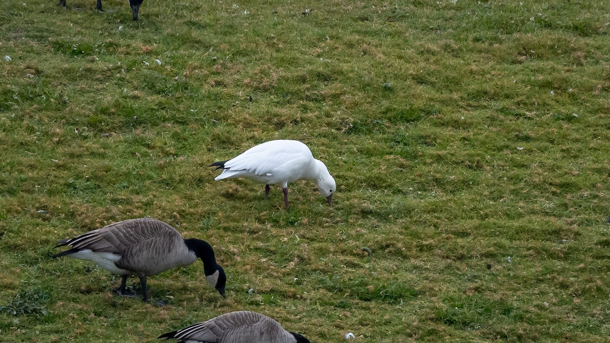 Ross's Goose - Mathurin Malby