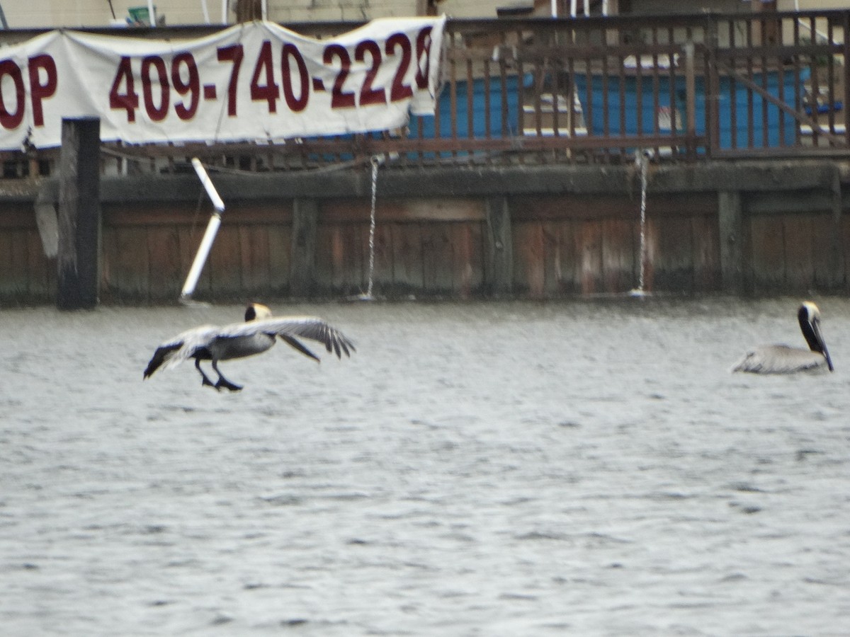 Brown Pelican - ML50878341