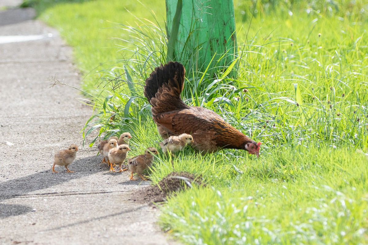 Red Junglefowl (Domestic type) - Neil Hayward