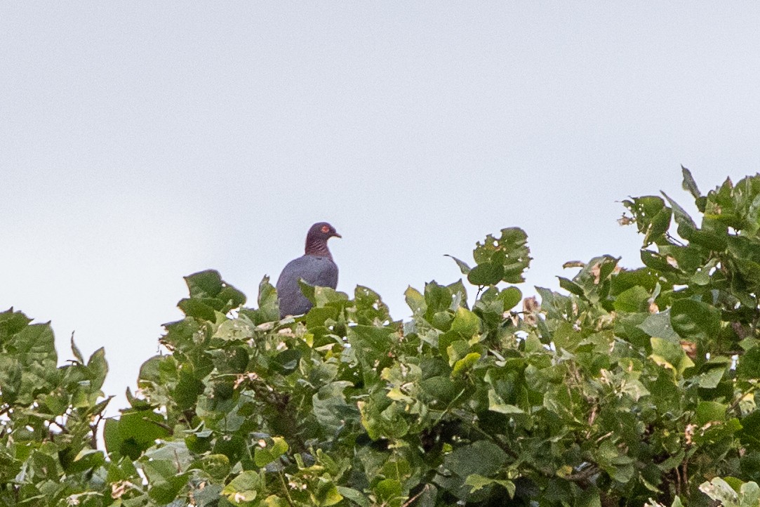 Scaly-naped Pigeon - Neil Hayward