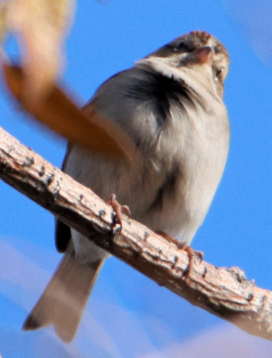 Chipping Sparrow - ML508783911