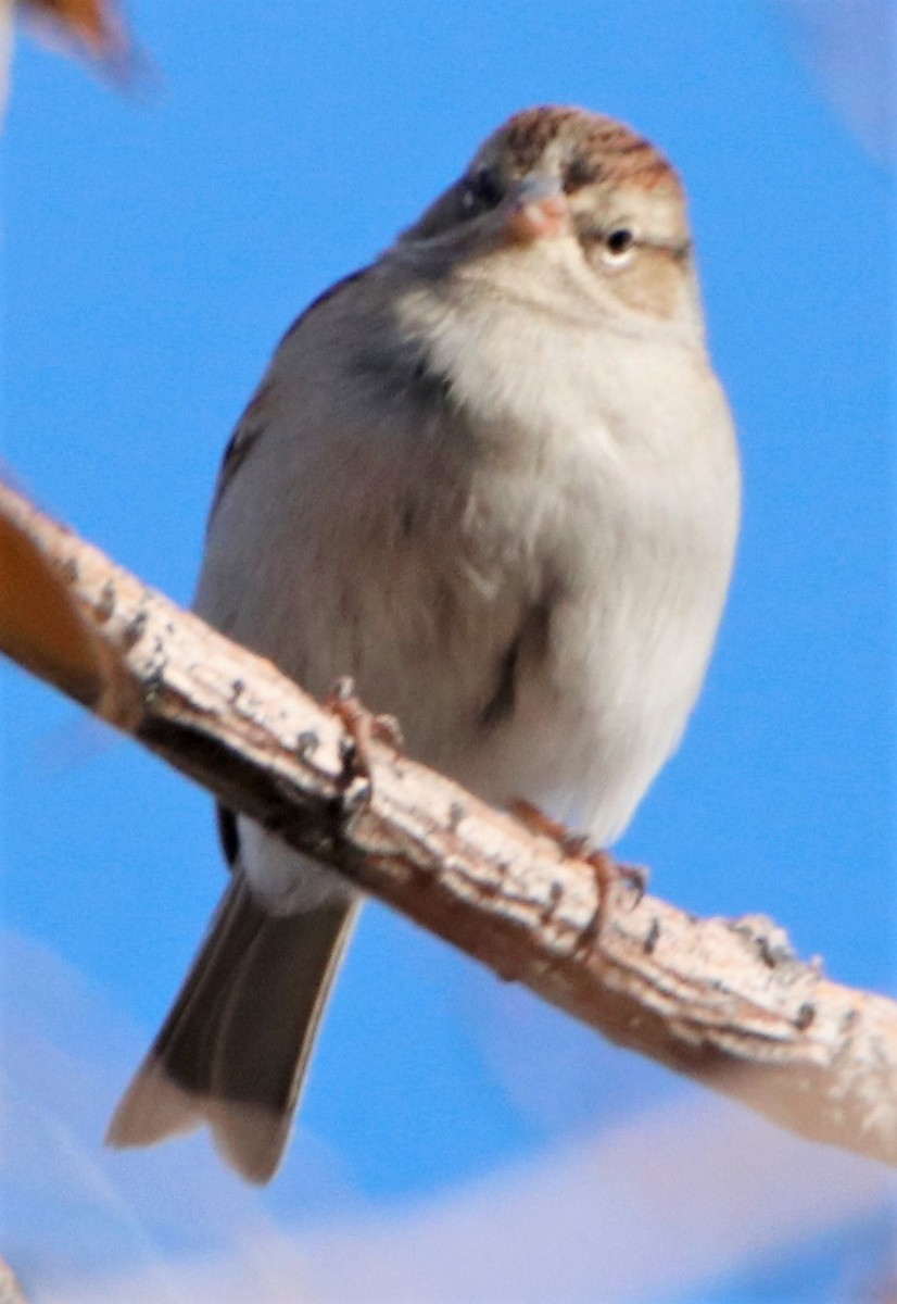 Chipping Sparrow - ML508783921