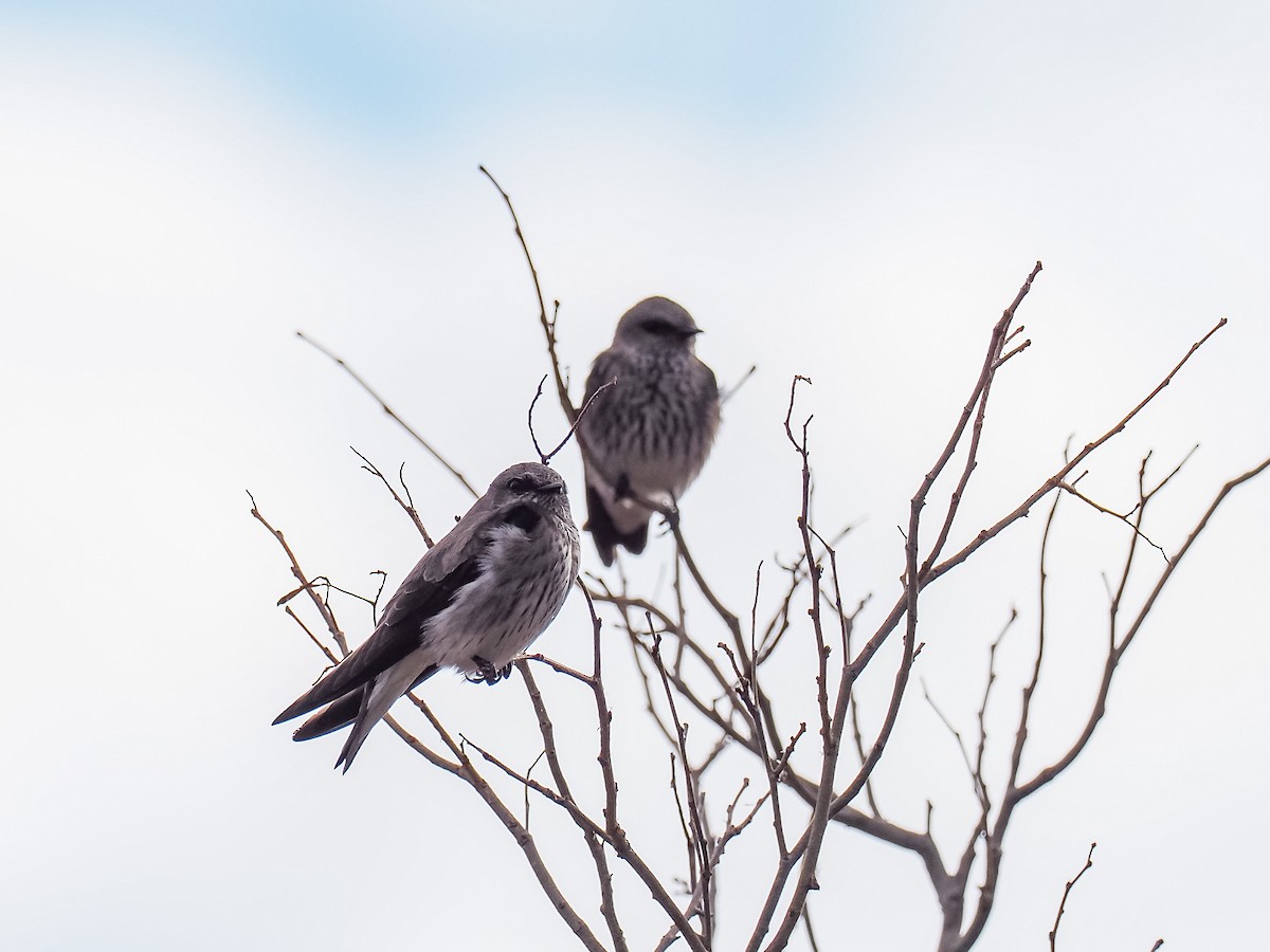 Golondrina de las Mascareñas - ML508783951